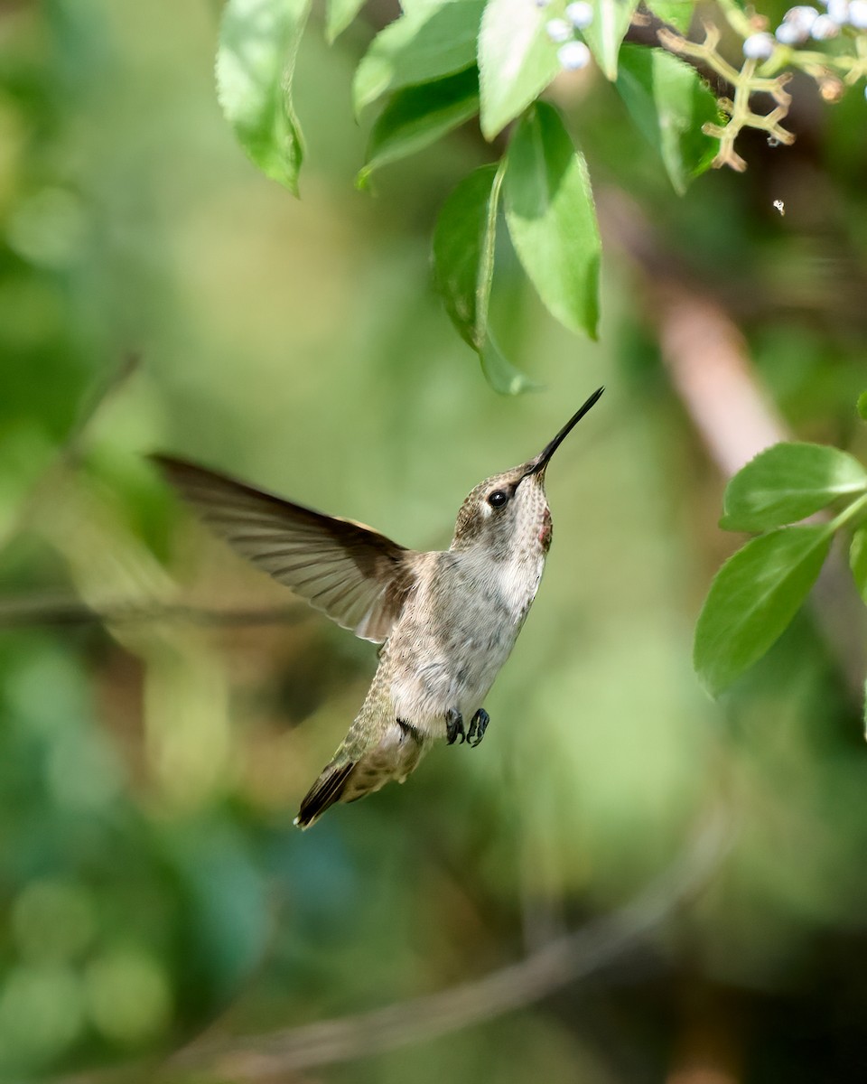 Anna's Hummingbird - ML621255528