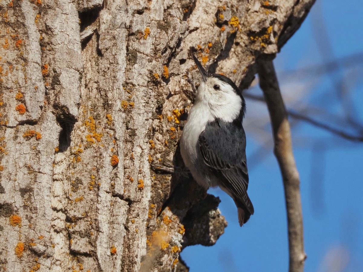White-breasted Nuthatch (Interior West) - ML621255543