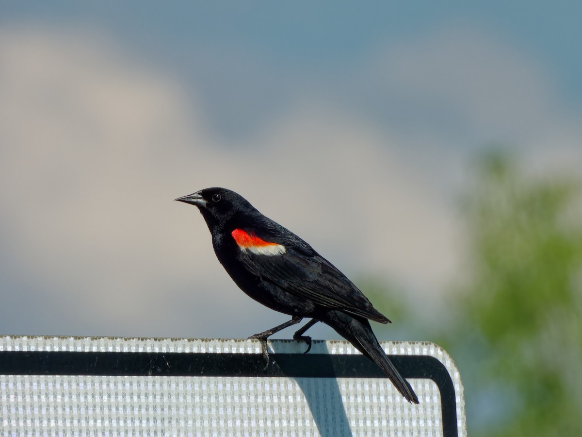 Red-winged Blackbird - ML621255565
