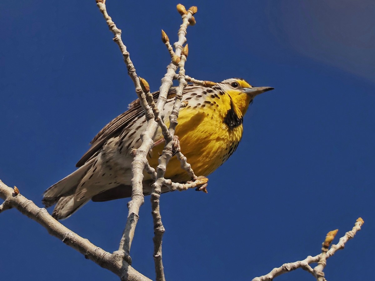 Western Meadowlark - ML621255573