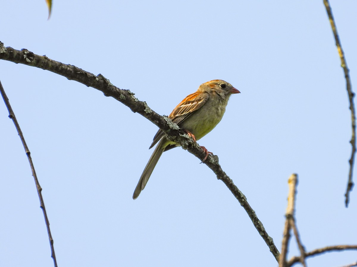 Field Sparrow - ML621255626
