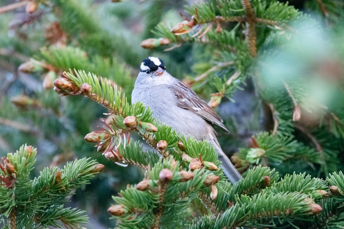 White-crowned Sparrow - ML621255631