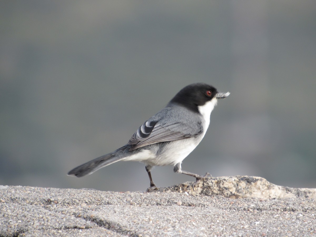 Black-capped Warbling Finch - ML621255637