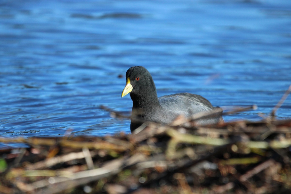 White-winged Coot - ML621255704