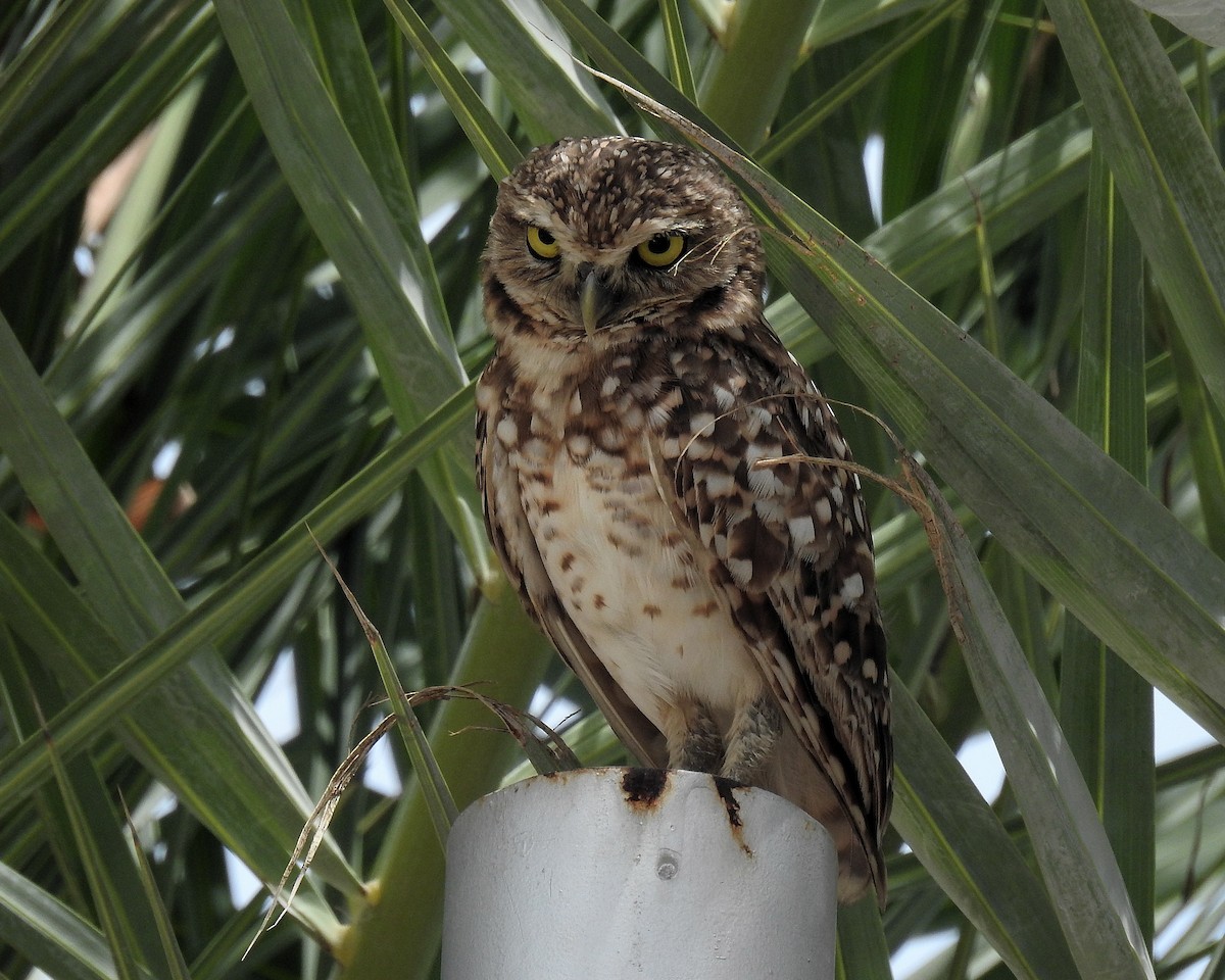 Burrowing Owl - ML621255742