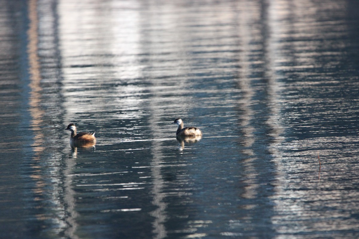 White-tufted Grebe - Raimundo Viteri Delmastro