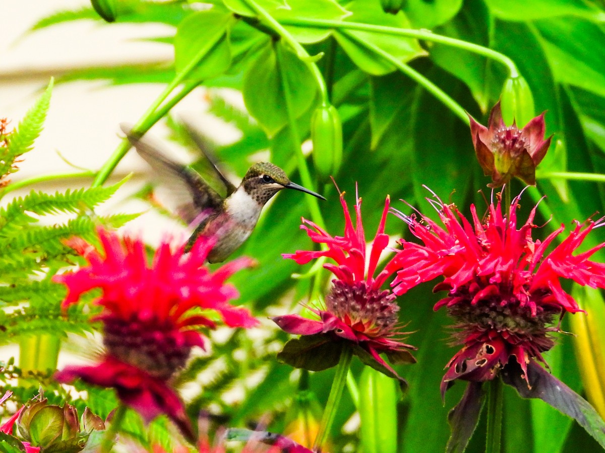 Ruby-throated Hummingbird - ML621255822