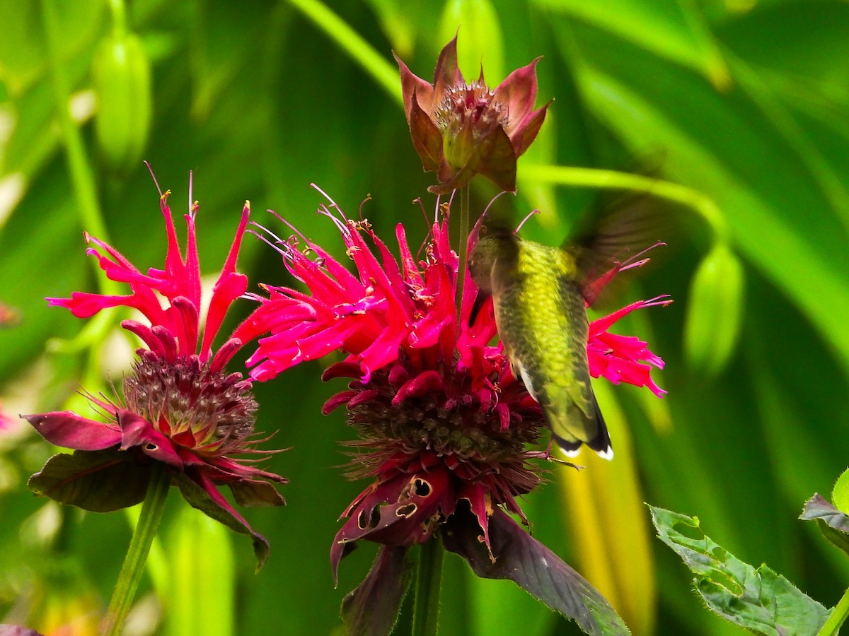 Ruby-throated Hummingbird - ML621255823