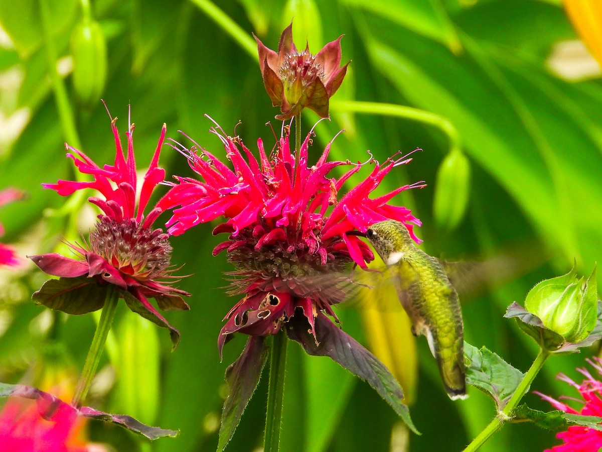 Ruby-throated Hummingbird - ML621255824
