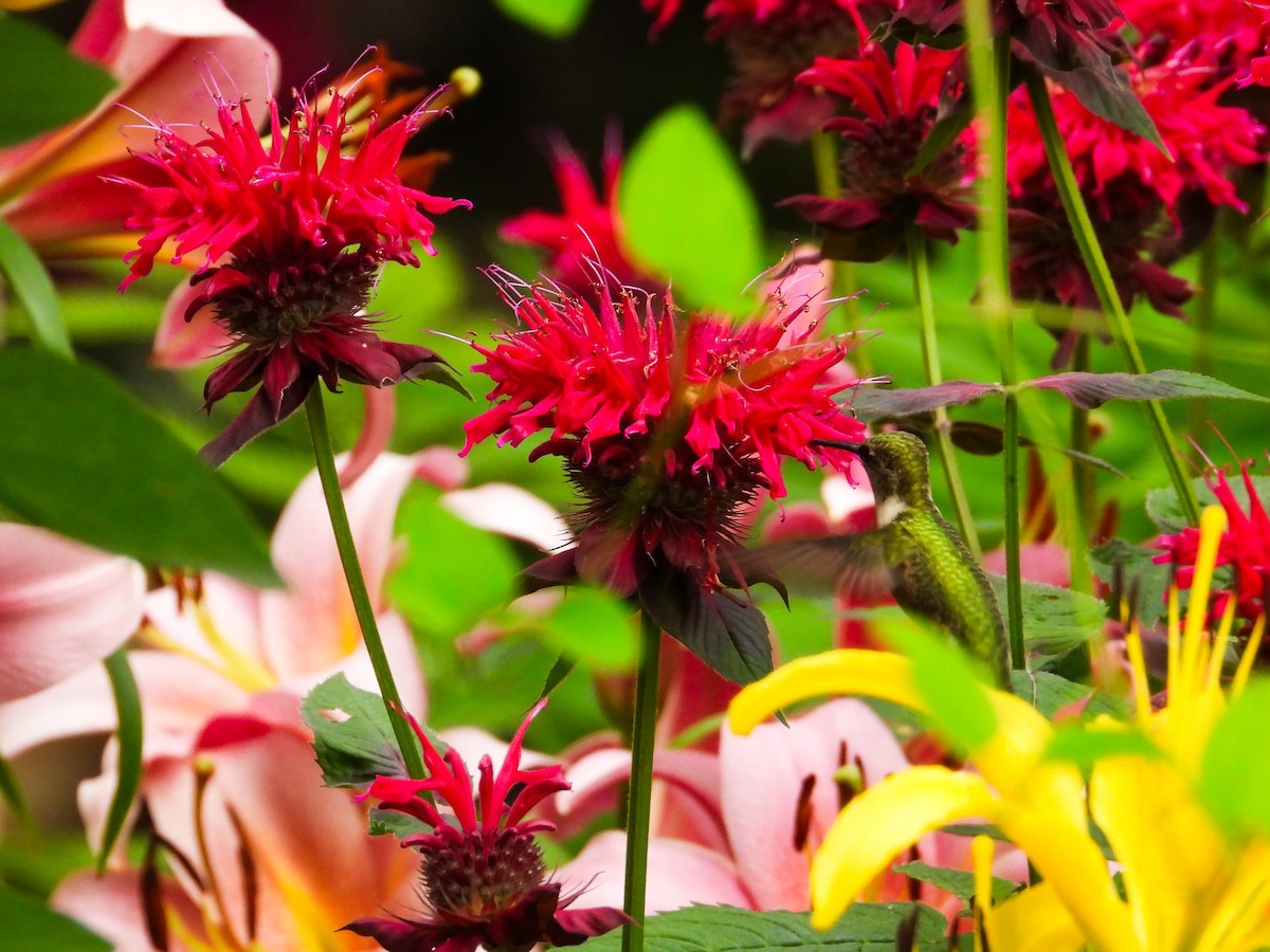 Ruby-throated Hummingbird - ML621255825