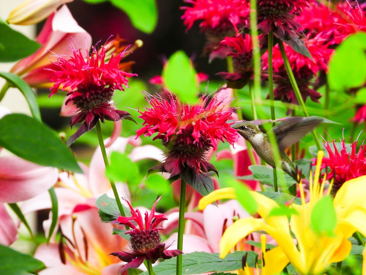 Ruby-throated Hummingbird - ML621255826