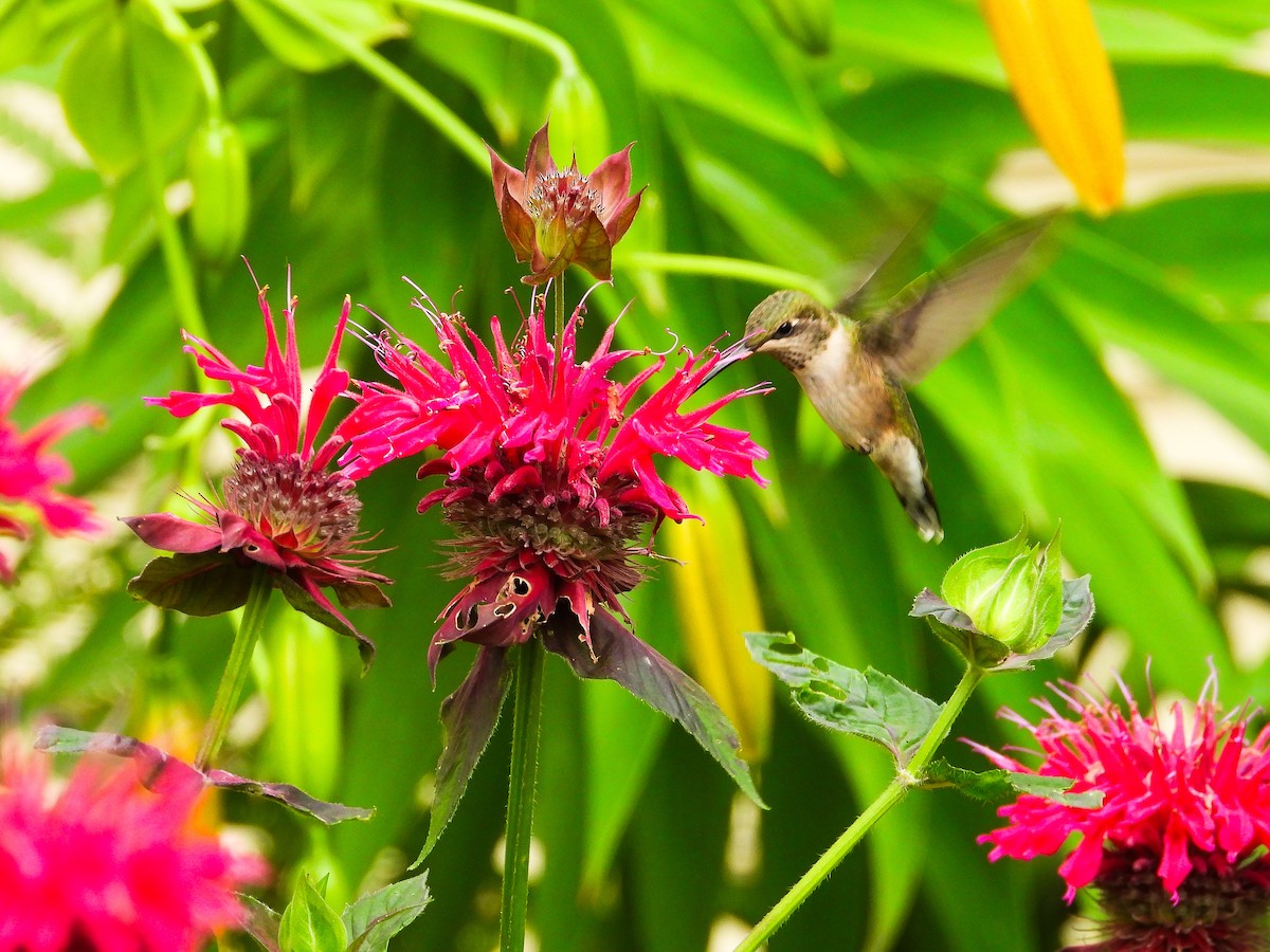 Ruby-throated Hummingbird - ML621255827