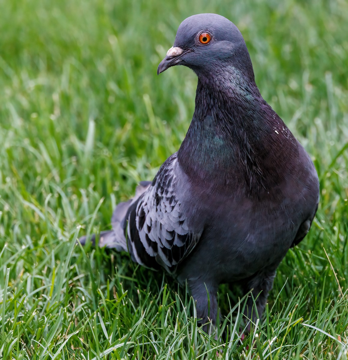 Rock Pigeon (Feral Pigeon) - ML621255857