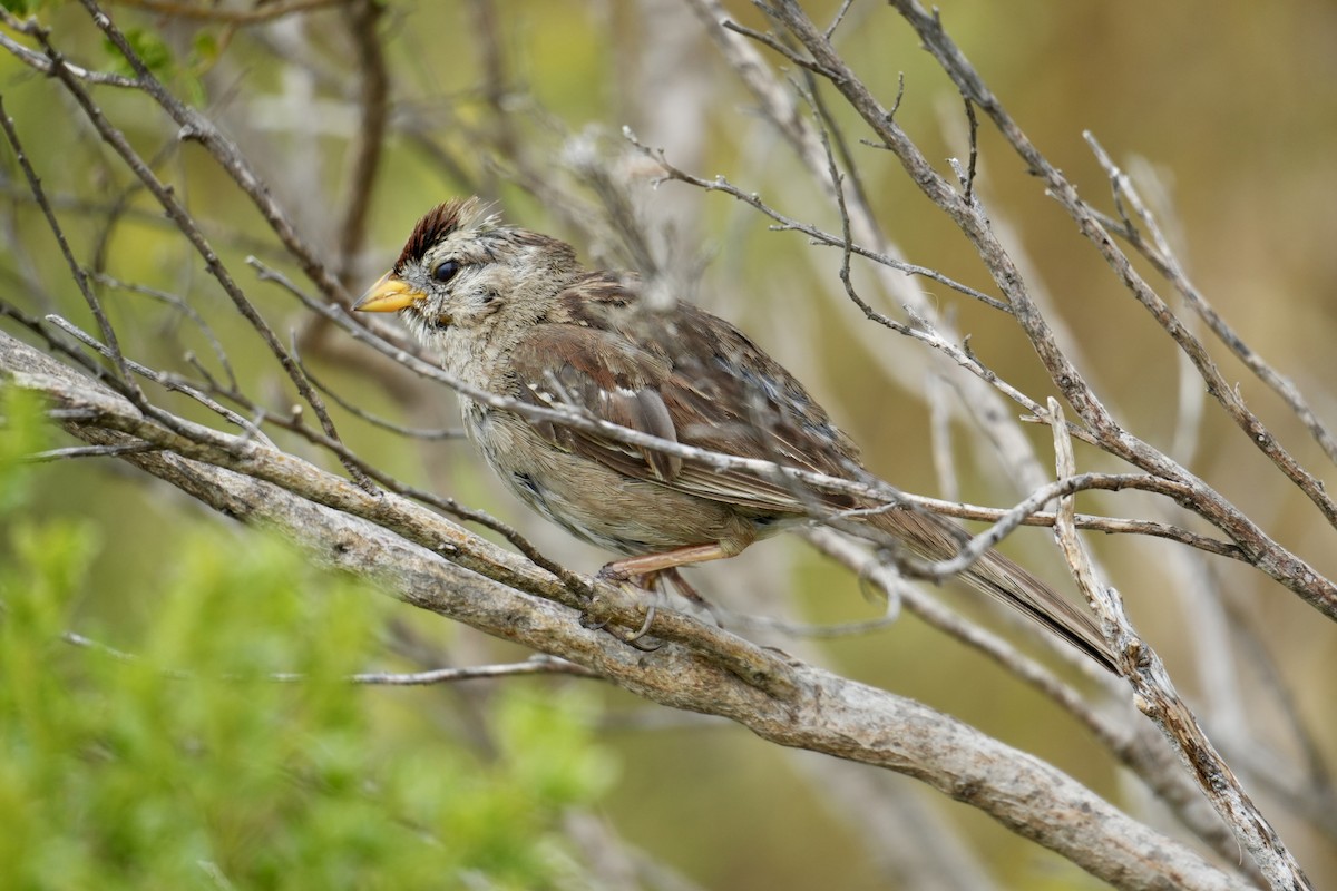White-crowned Sparrow - ML621255860