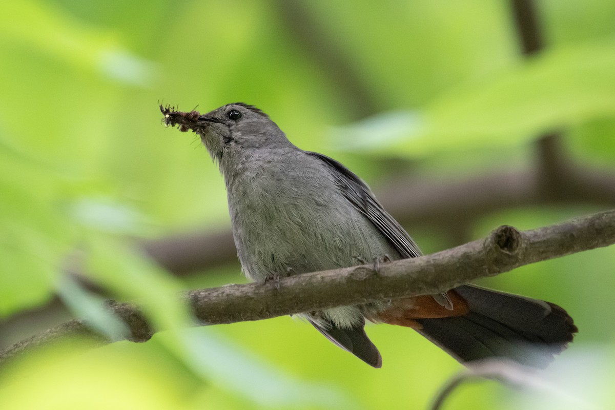 Gray Catbird - ML621255862