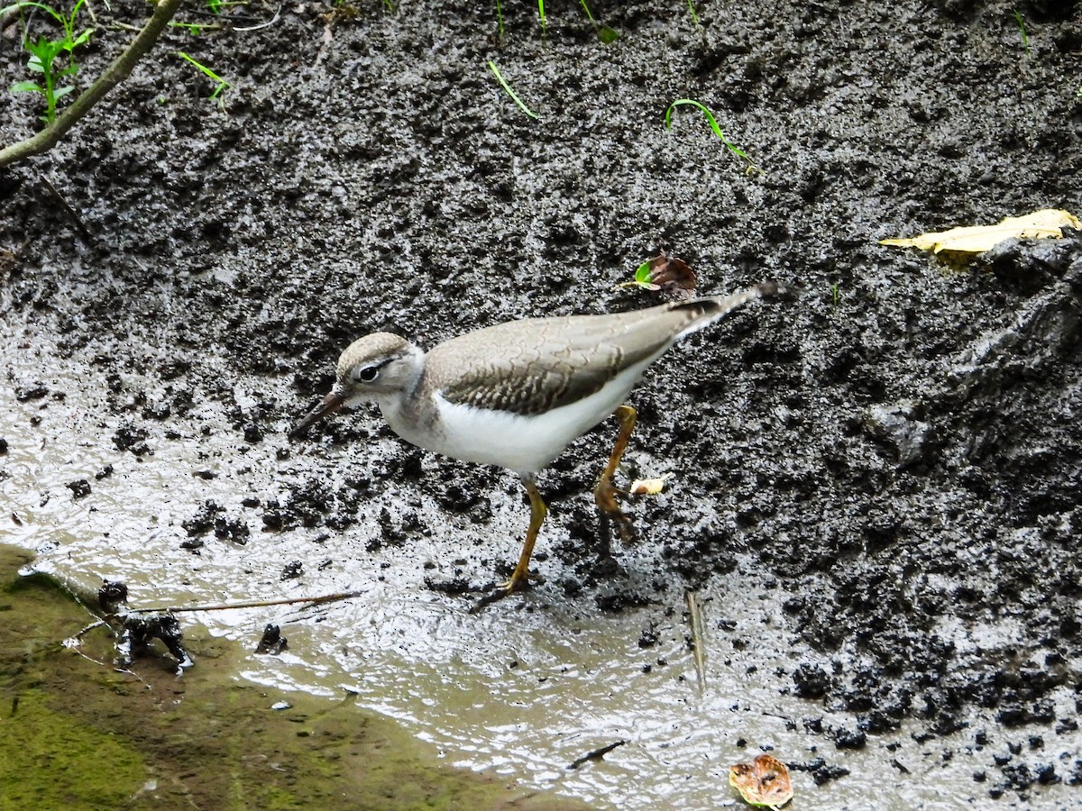 Spotted Sandpiper - ML621255881