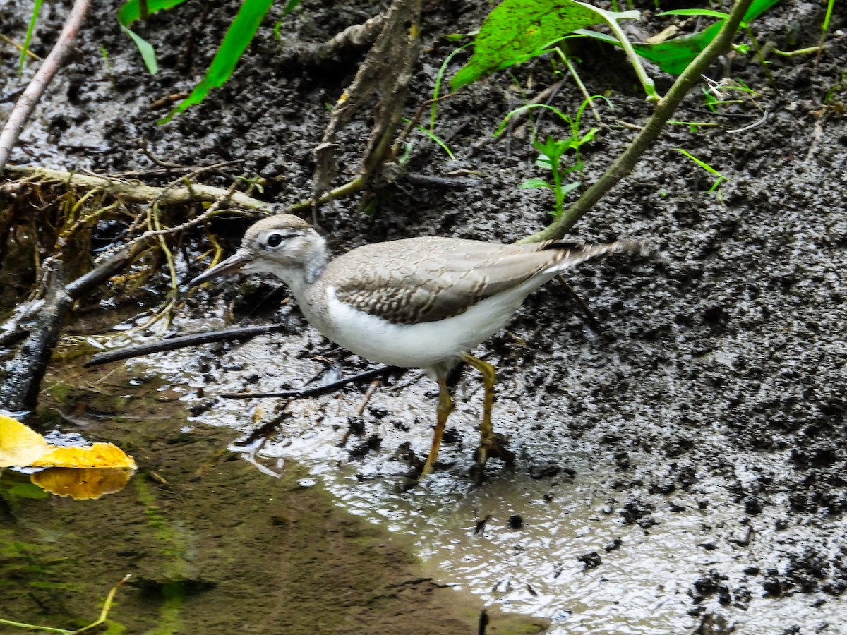 Spotted Sandpiper - ML621255882
