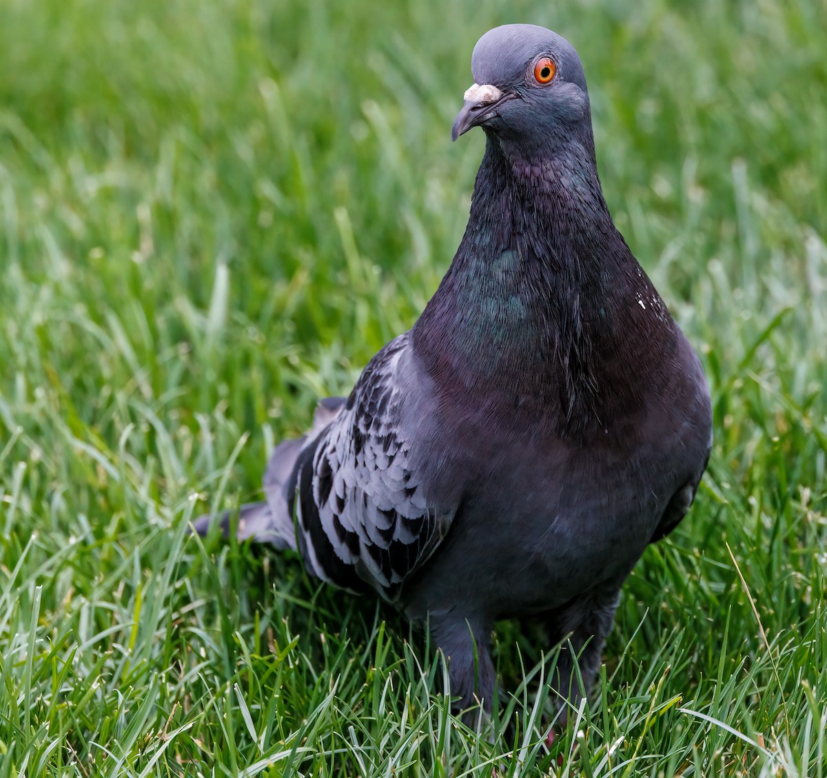 Rock Pigeon (Feral Pigeon) - ML621255889