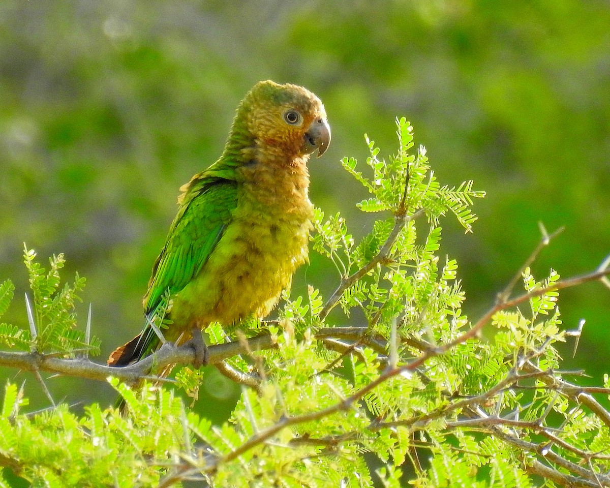 Brown-throated Parakeet - ML621255950