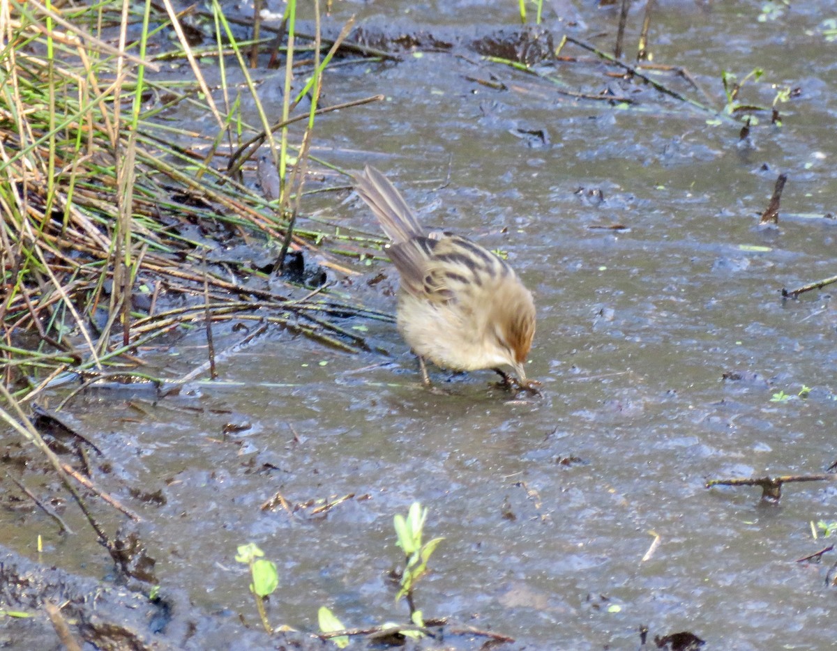 Little Grassbird - ML621255997