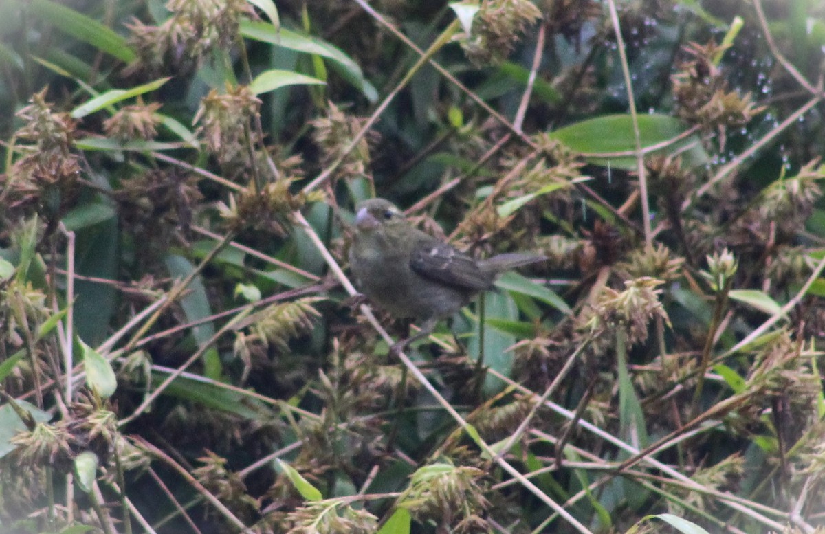 Buffy-fronted Seedeater - ML621256000