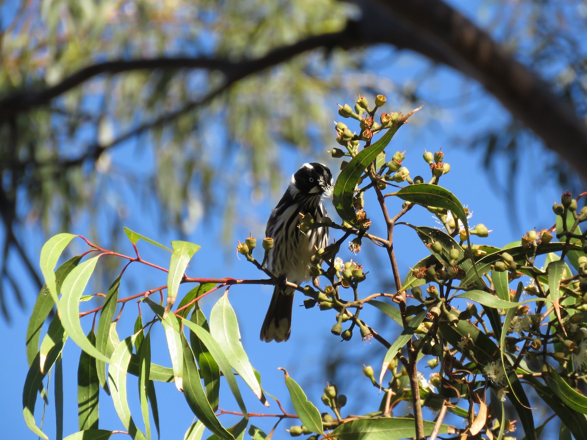 New Holland Honeyeater - Chris Welsh