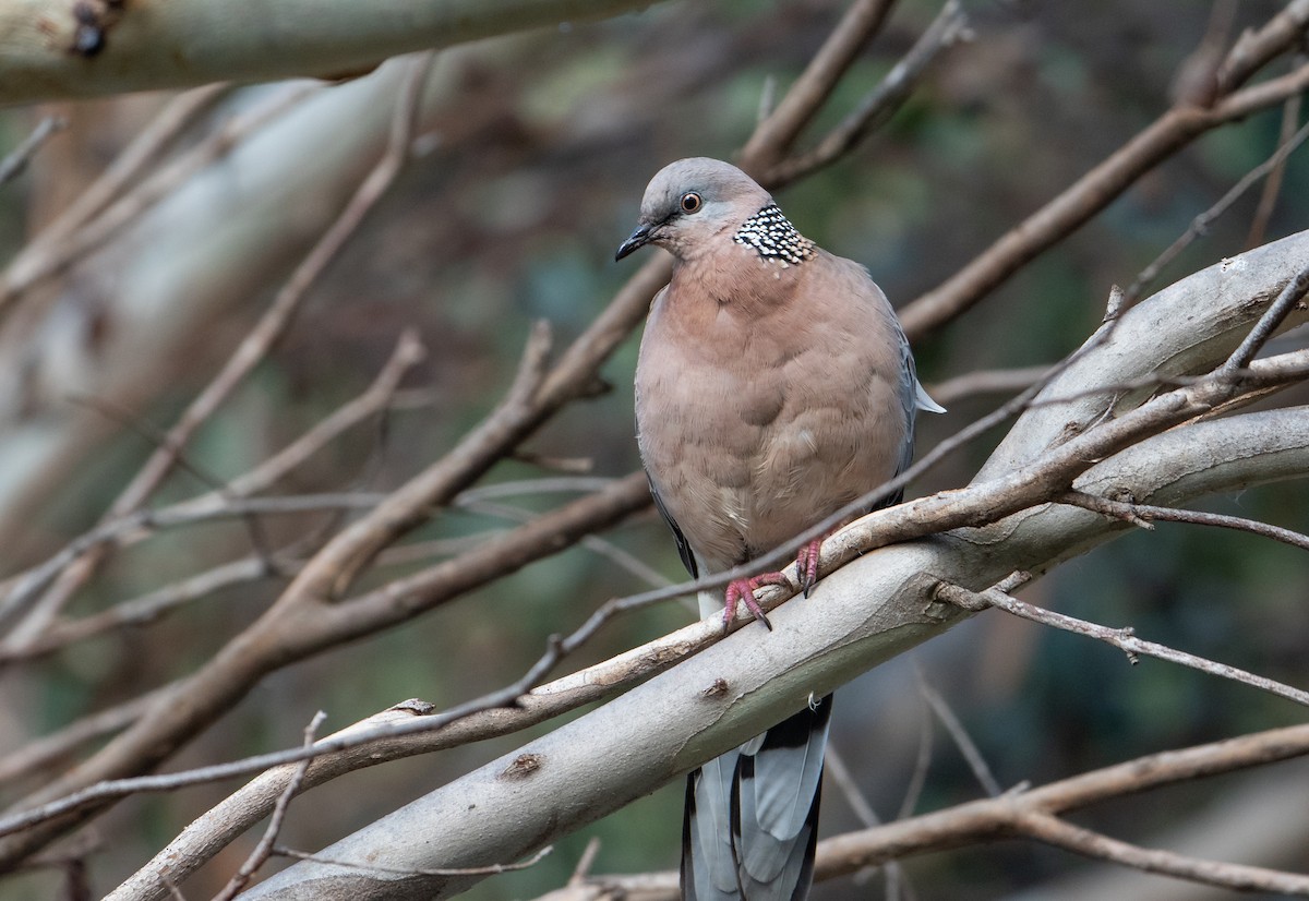 Spotted Dove - ML621256082