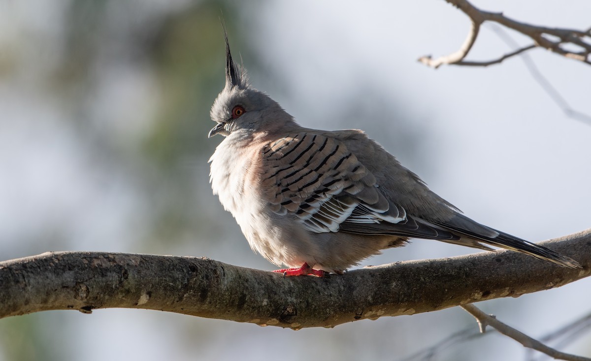 Crested Pigeon - ML621256087