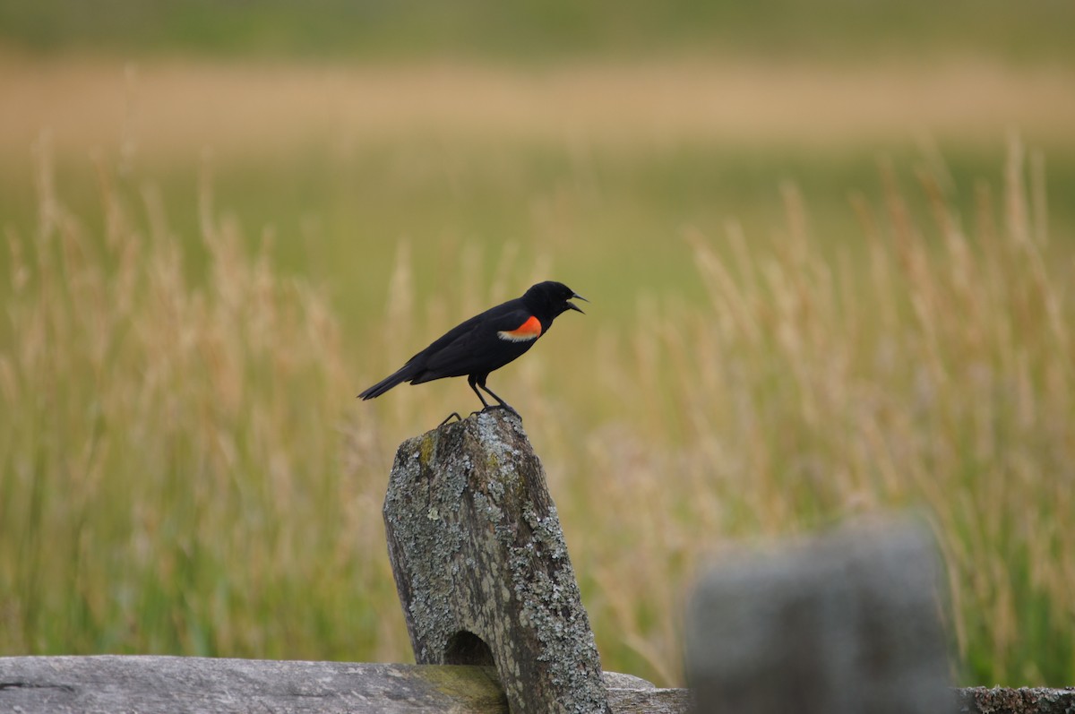 Red-winged Blackbird - ML621256088