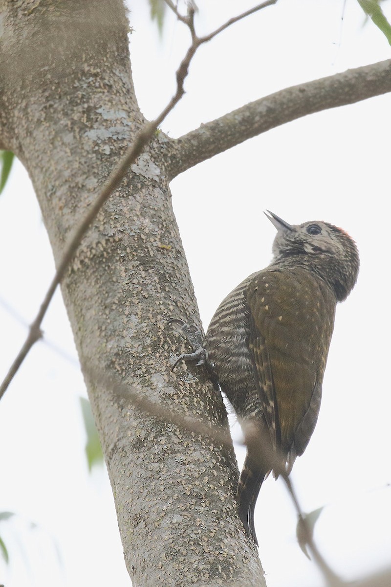 Dot-fronted Woodpecker - ML621256108