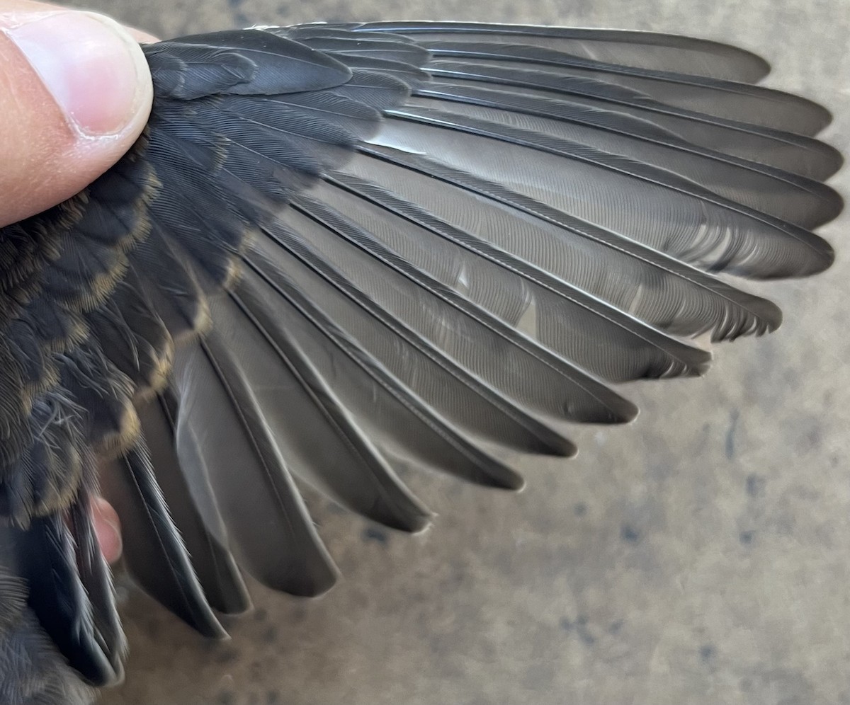 Black Phoebe - ML621256119