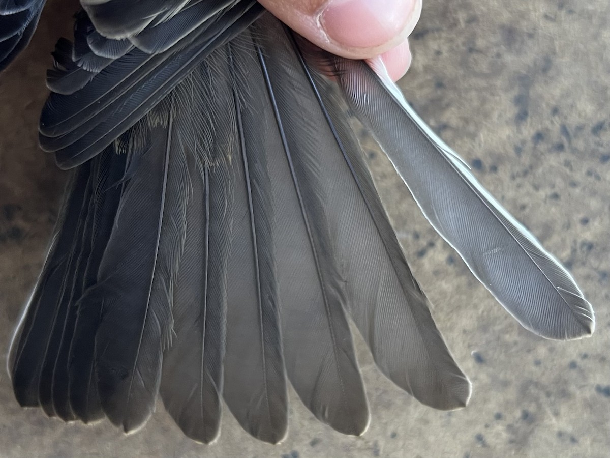 Black Phoebe - ML621256120