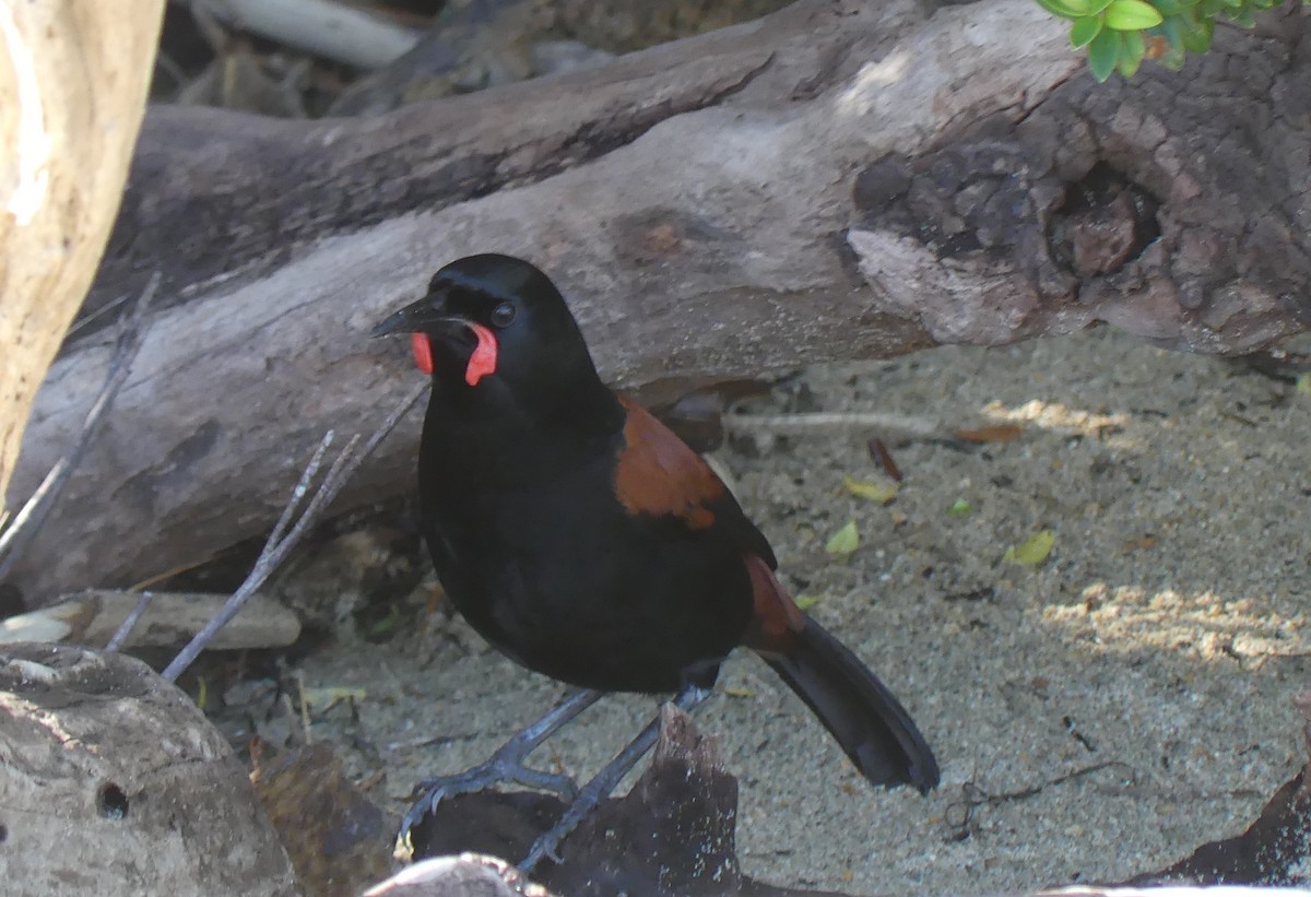 South Island Saddleback - ML621256139