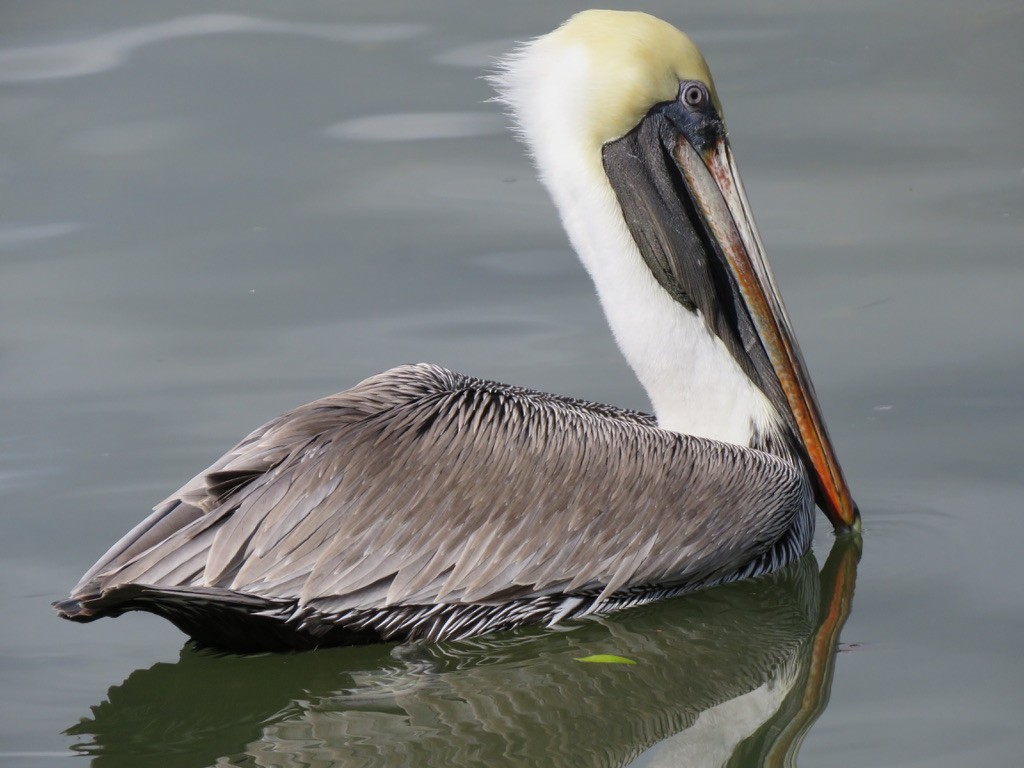 pelikán hnědý - ML621256143