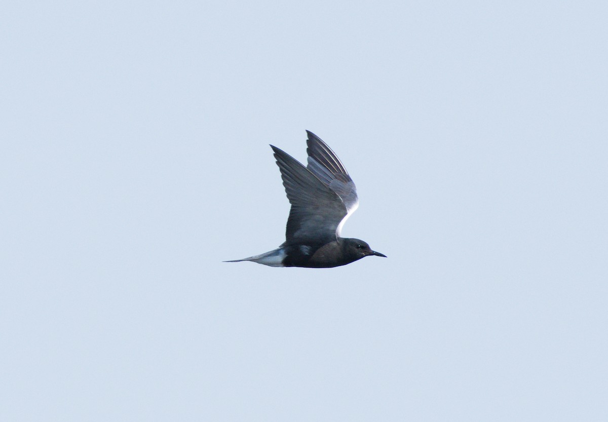 Black Tern - ML621256151