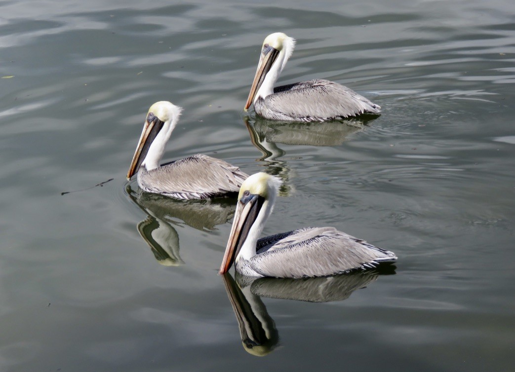 pelikán hnědý - ML621256152