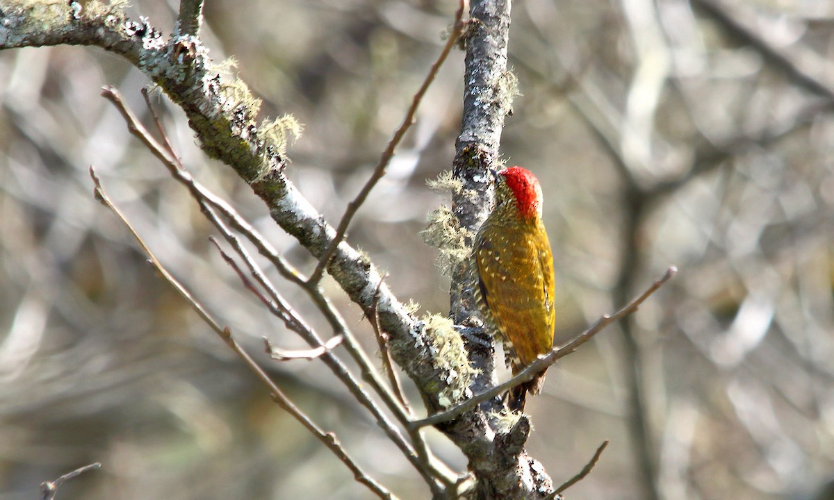 Dot-fronted Woodpecker - ML621256181