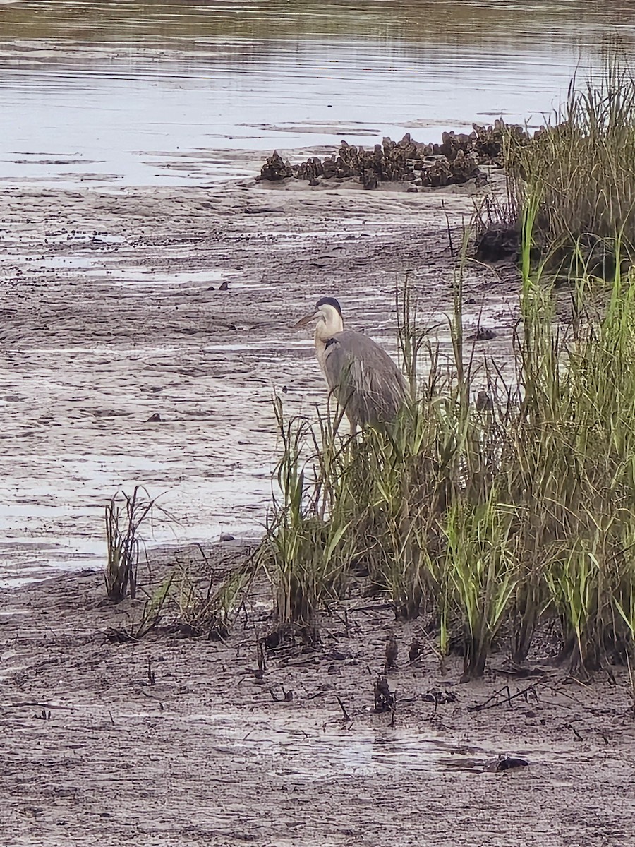 Great Blue Heron (Great Blue) - ML621256183