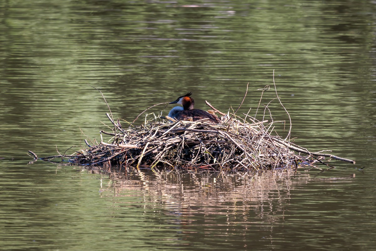 Great Crested Grebe - ML621256211