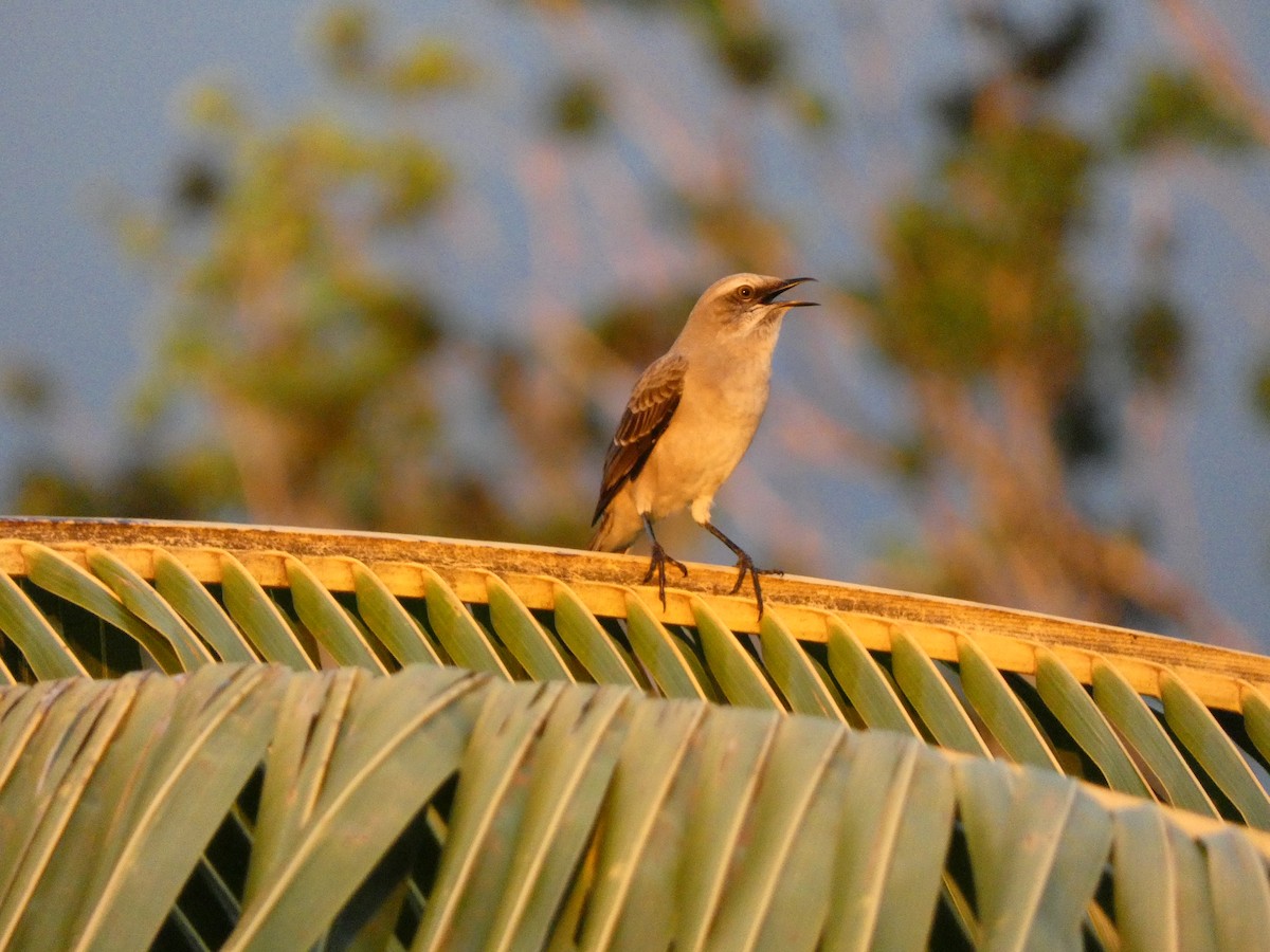 Tropical Mockingbird - ML621256213