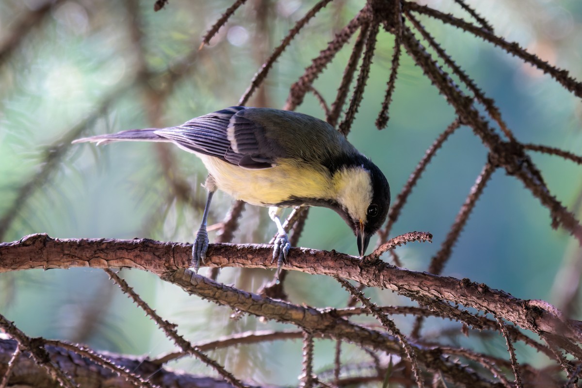 Mésange charbonnière - ML621256215