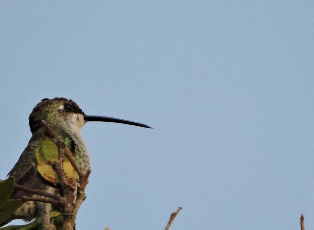 kolibřík cerradový - ML621256218