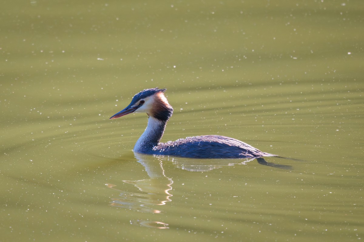Great Crested Grebe - ML621256221