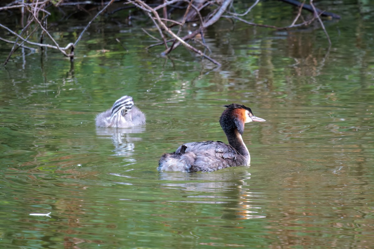 Great Crested Grebe - ML621256222