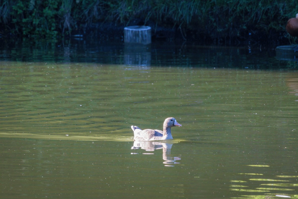 Greater White-fronted Goose - ML621256223