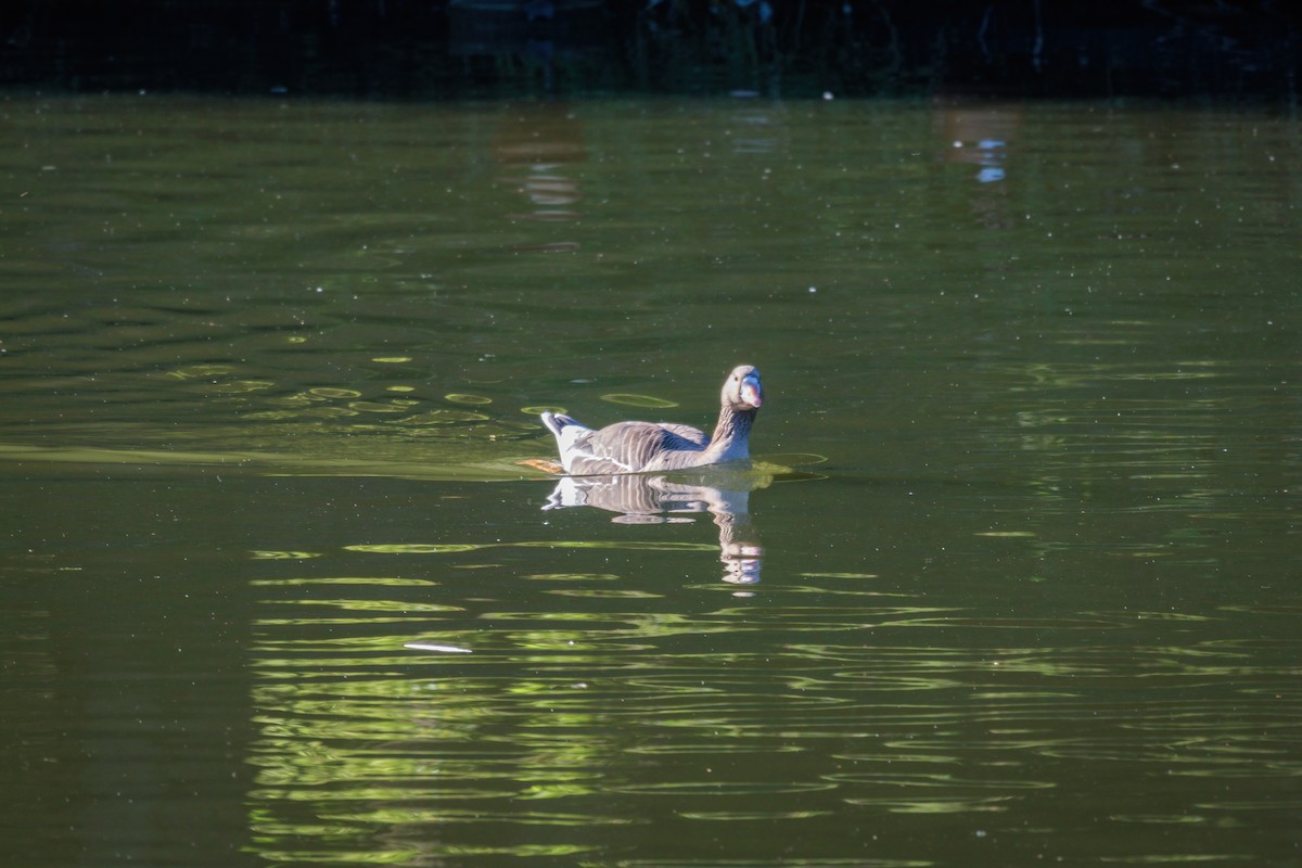 Greater White-fronted Goose - ML621256229