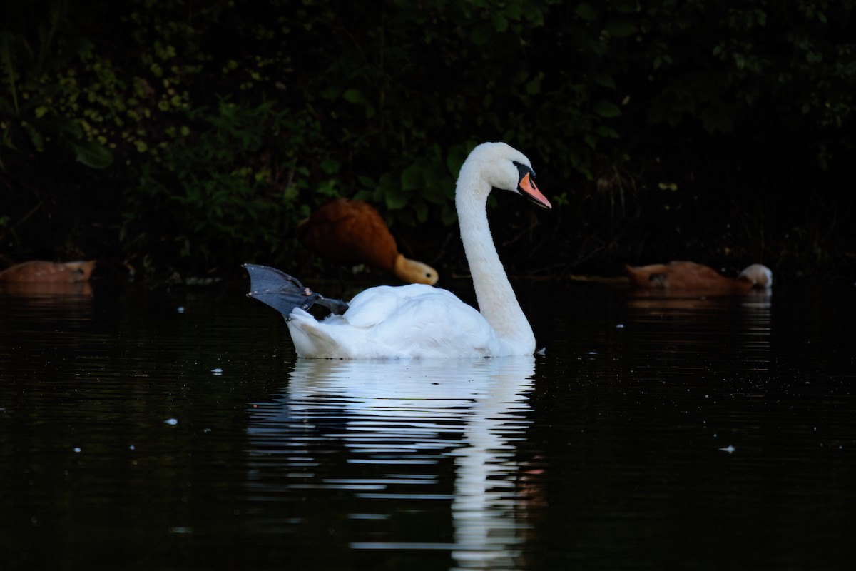 Cigno reale - ML621256240