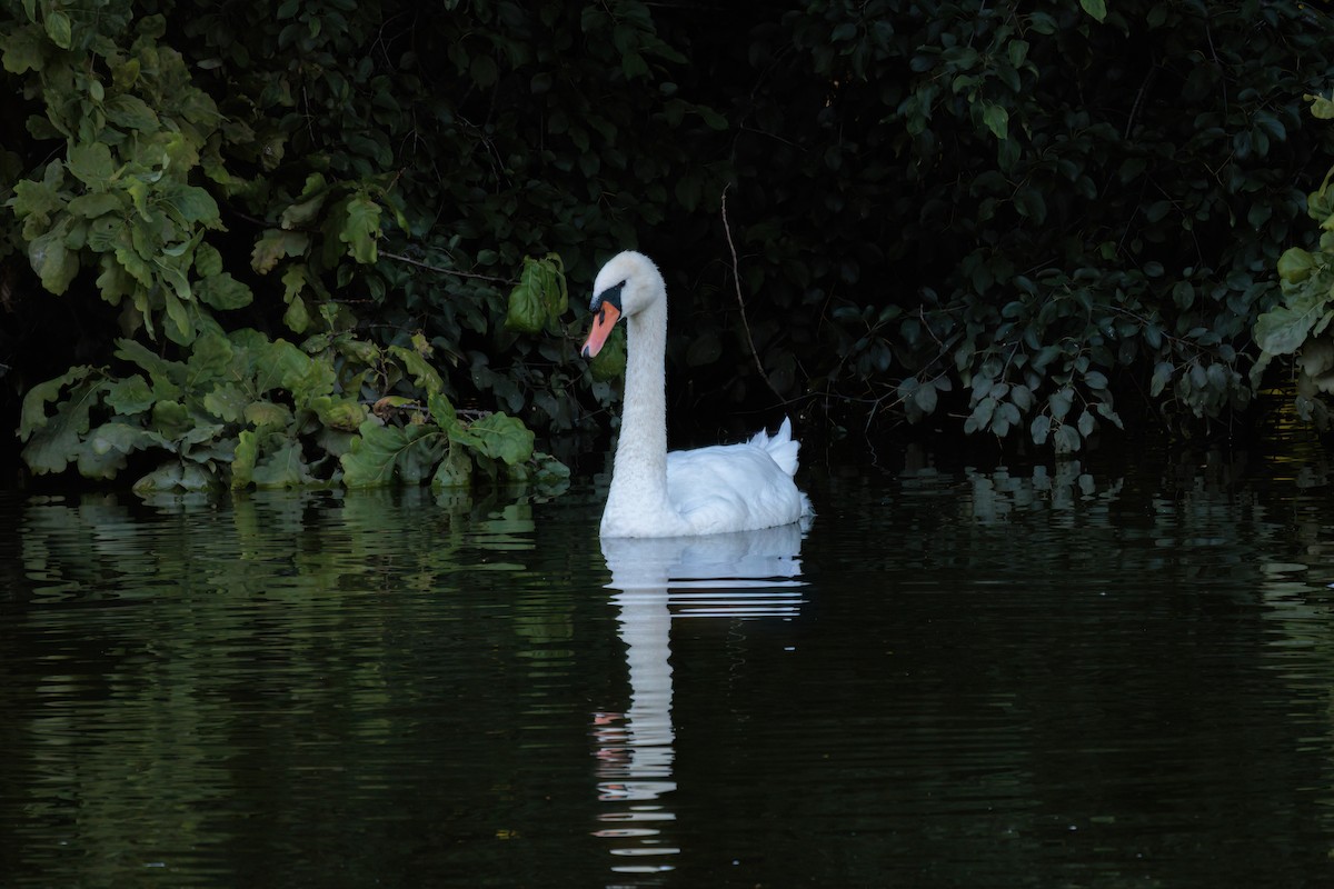 Cygne tuberculé - ML621256241