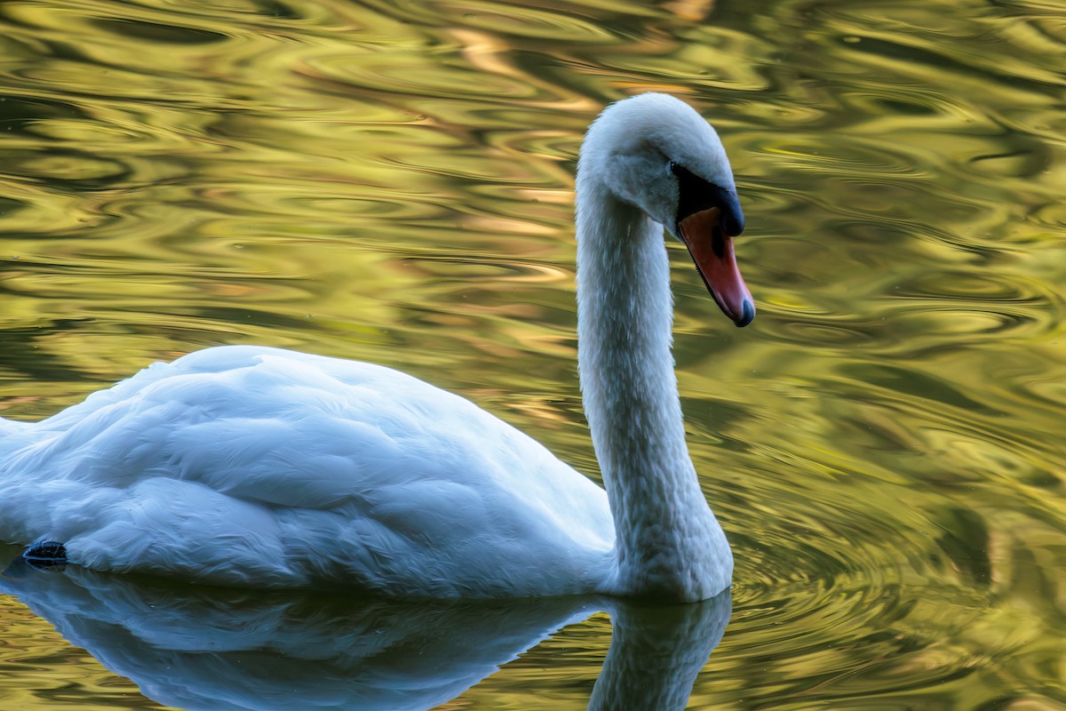 Mute Swan - ML621256242