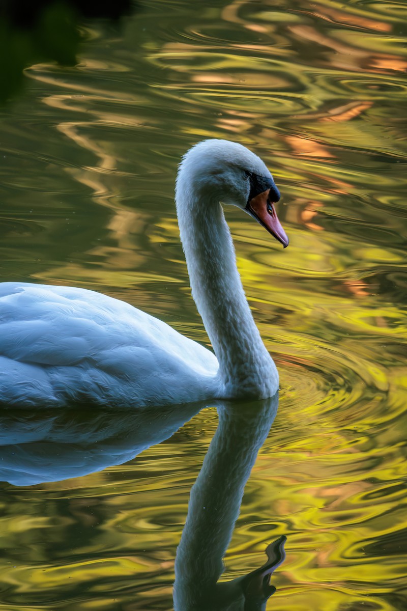 Mute Swan - ML621256244